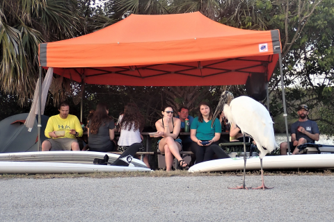 sacred ibis standing in front of students at campground